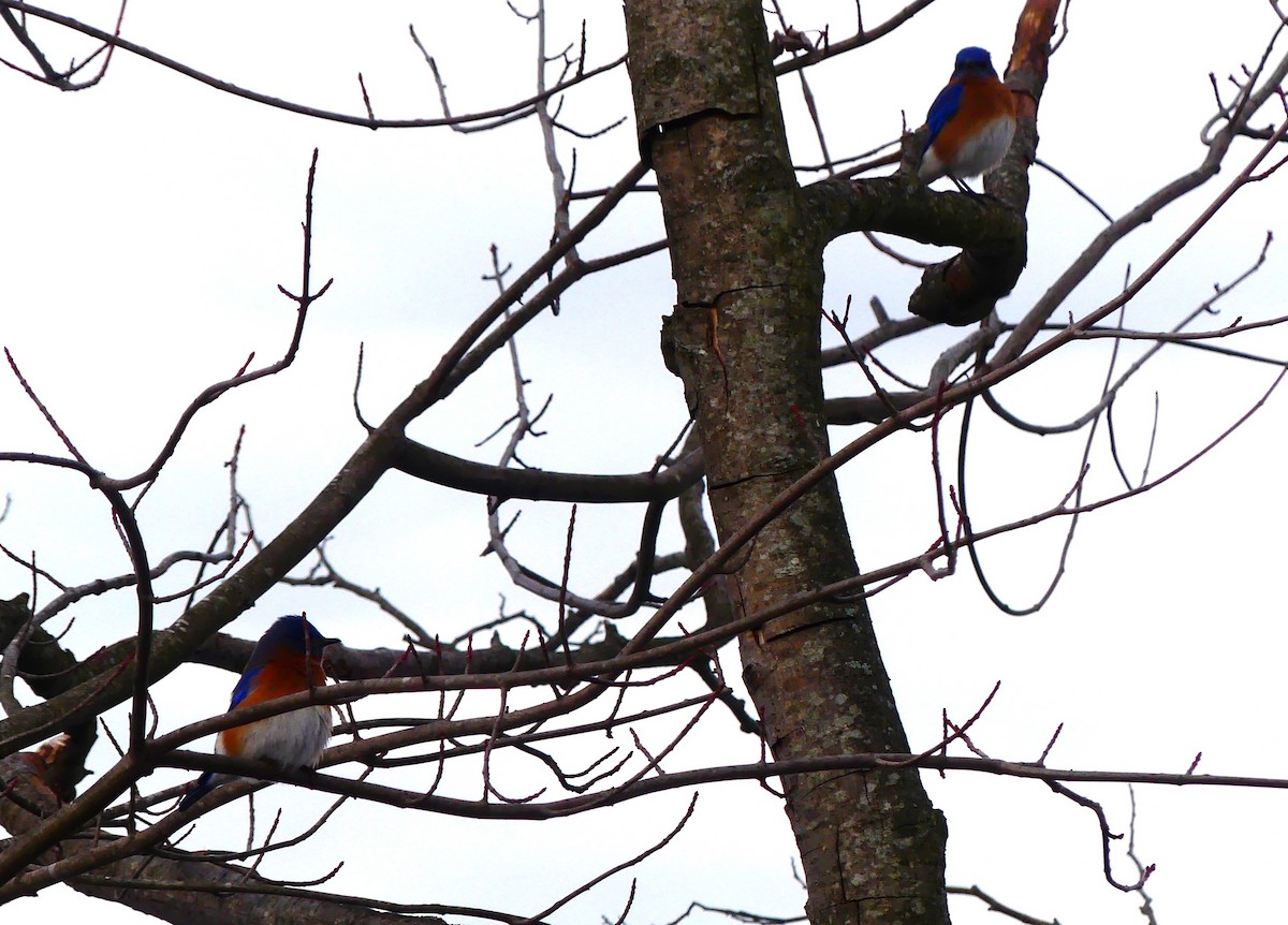 Eastern Bluebird - ML647150626