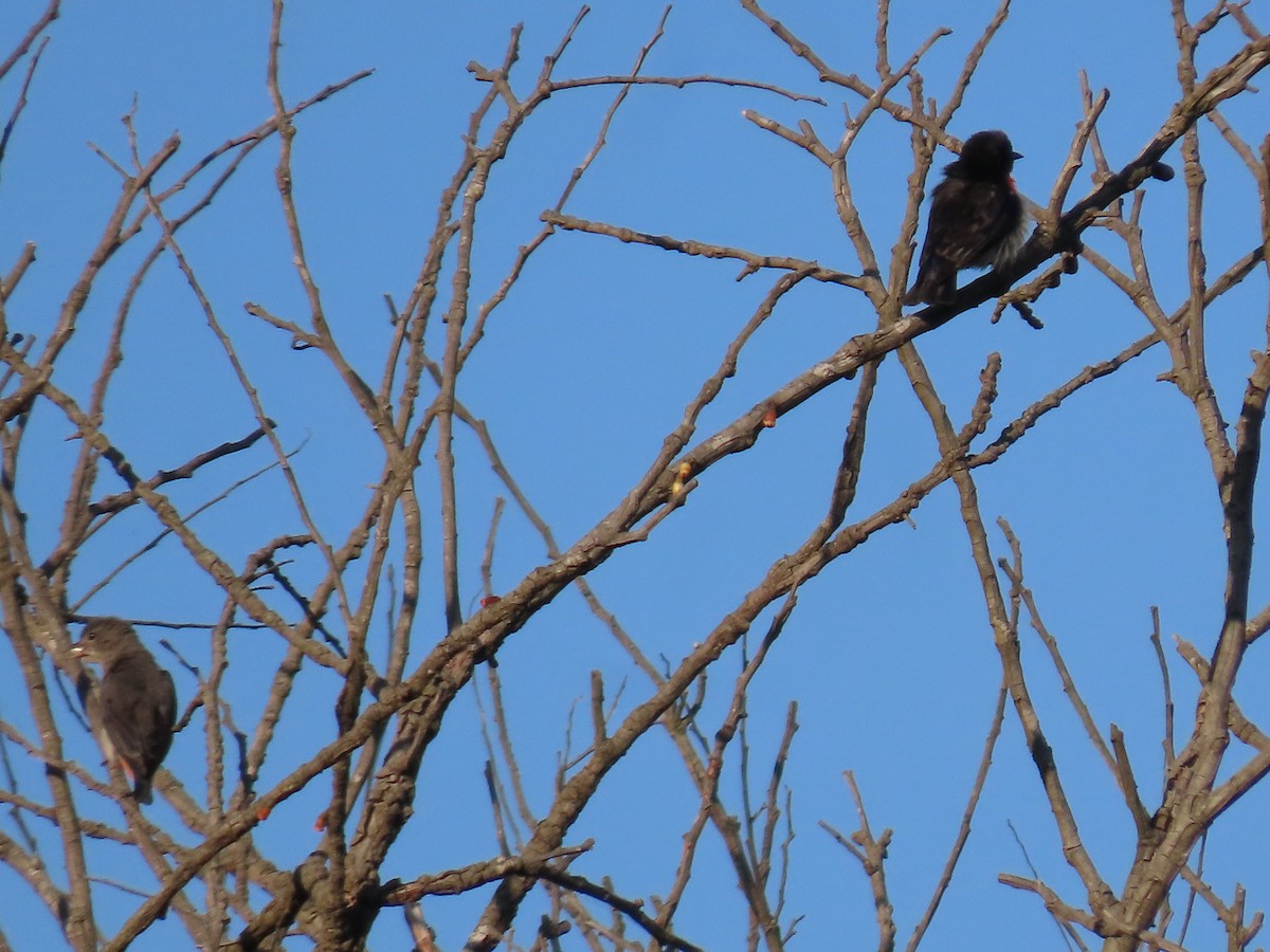 Mistletoebird - ML647150628