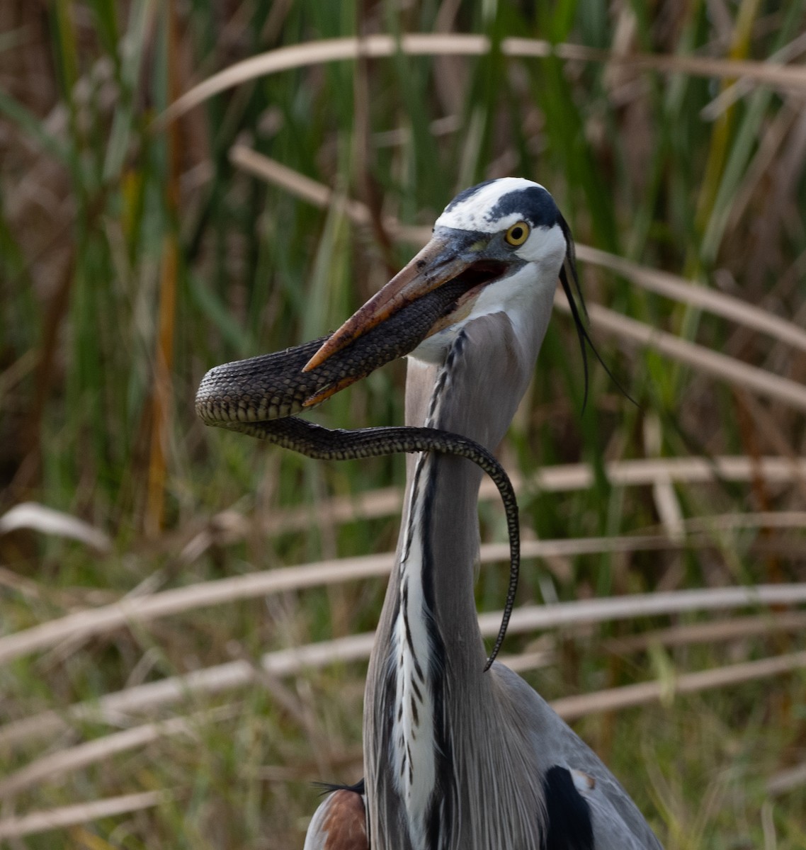 Great Blue Heron - ML647150631
