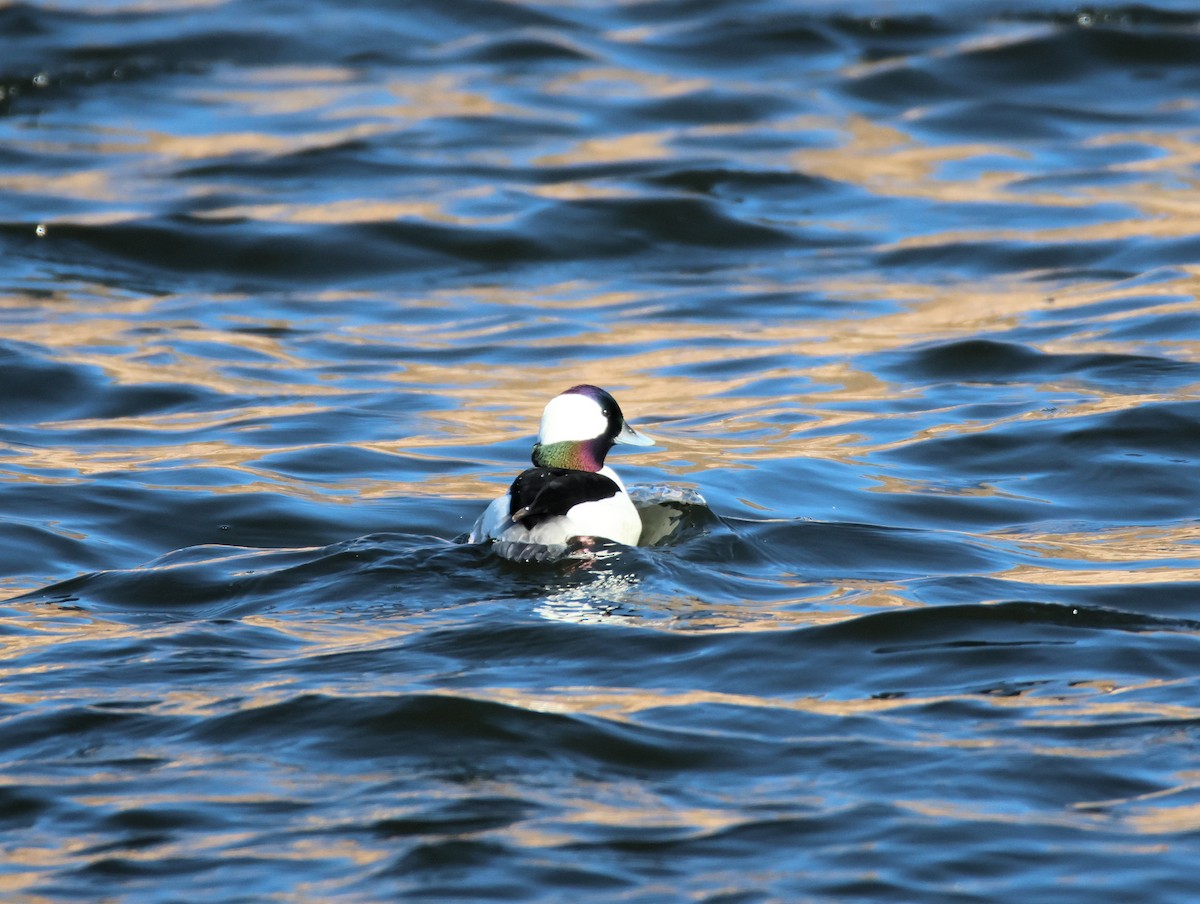 Bufflehead - ML647150633