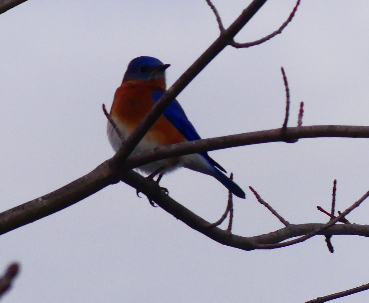 Eastern Bluebird - ML647150634