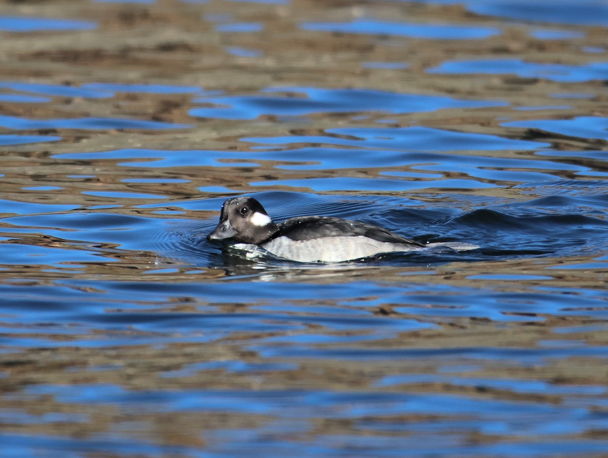 Bufflehead - ML647150635