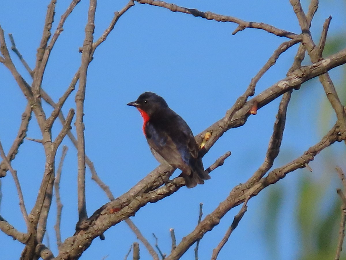 Mistletoebird - ML647150636