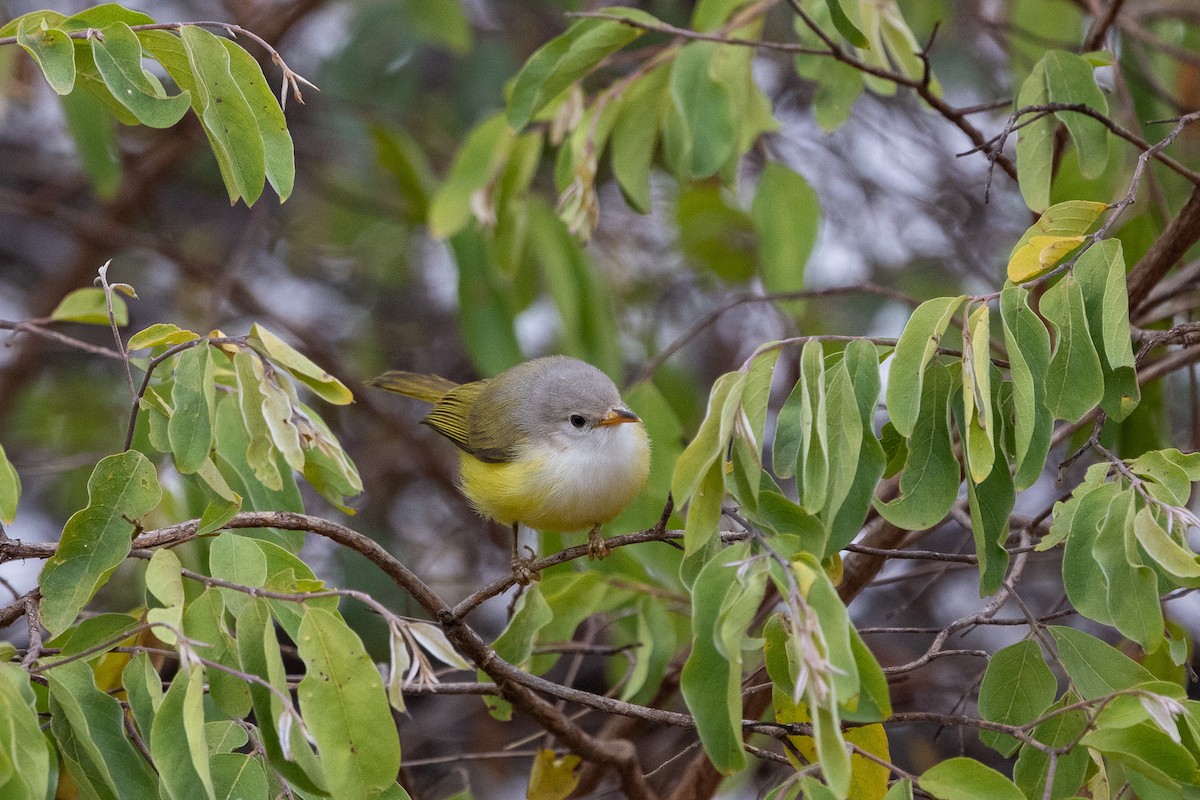 Senegal Eremomela - ML647150650