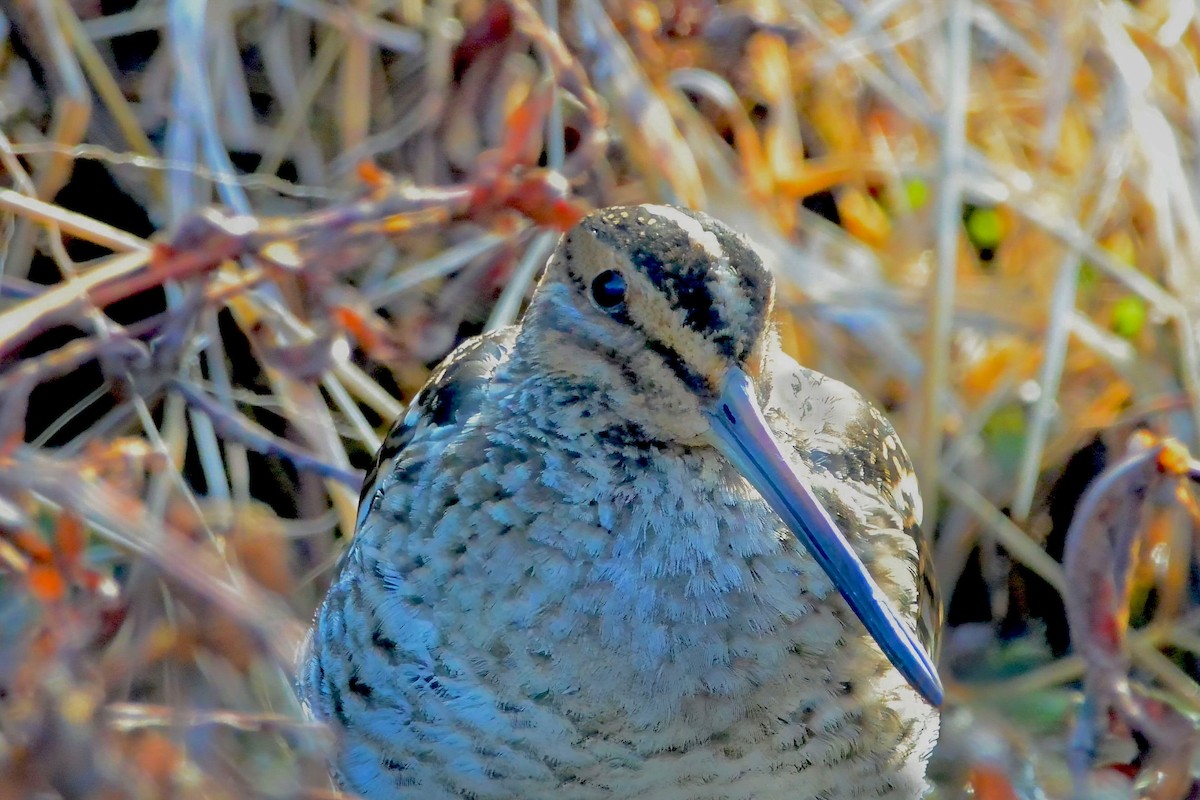 Wilson's Snipe - ML647150662