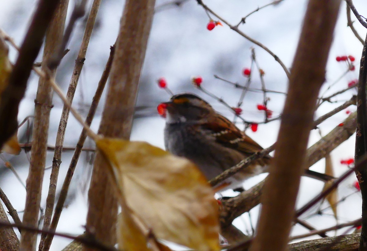 White-throated Sparrow - ML647150663