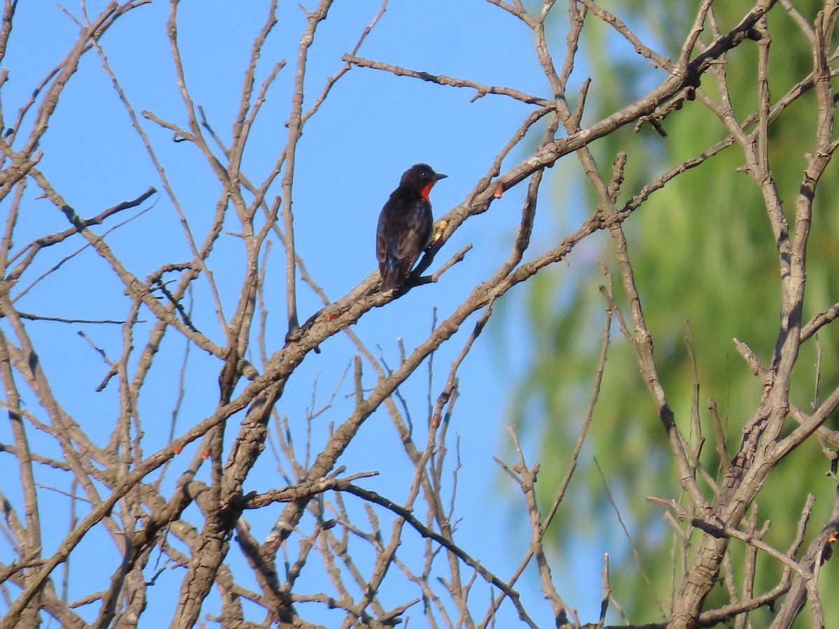 Mistletoebird - ML647150668