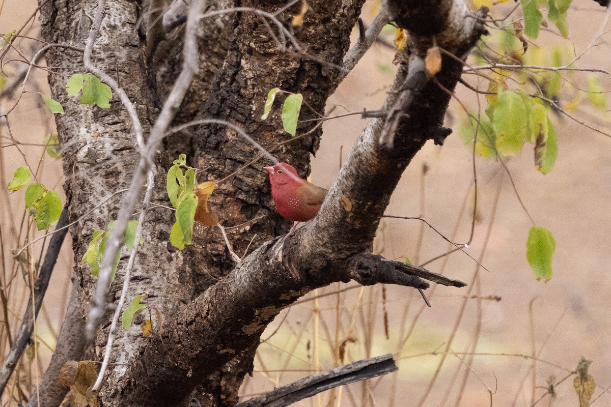 Red-billed Firefinch - ML647150676