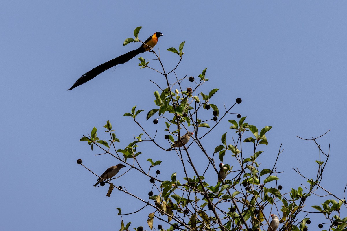 Exclamatory Paradise-Whydah - ML647150685