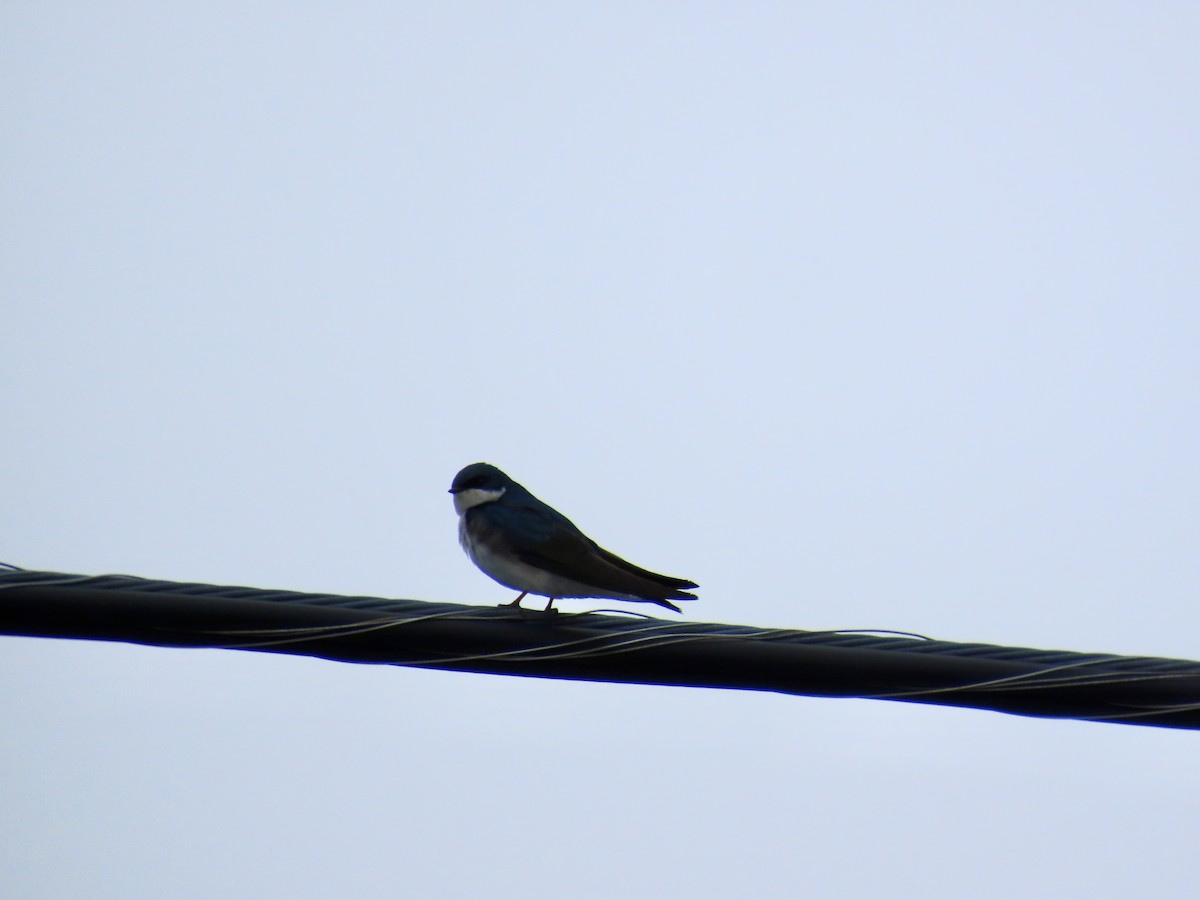 Tree Swallow - ML647150686