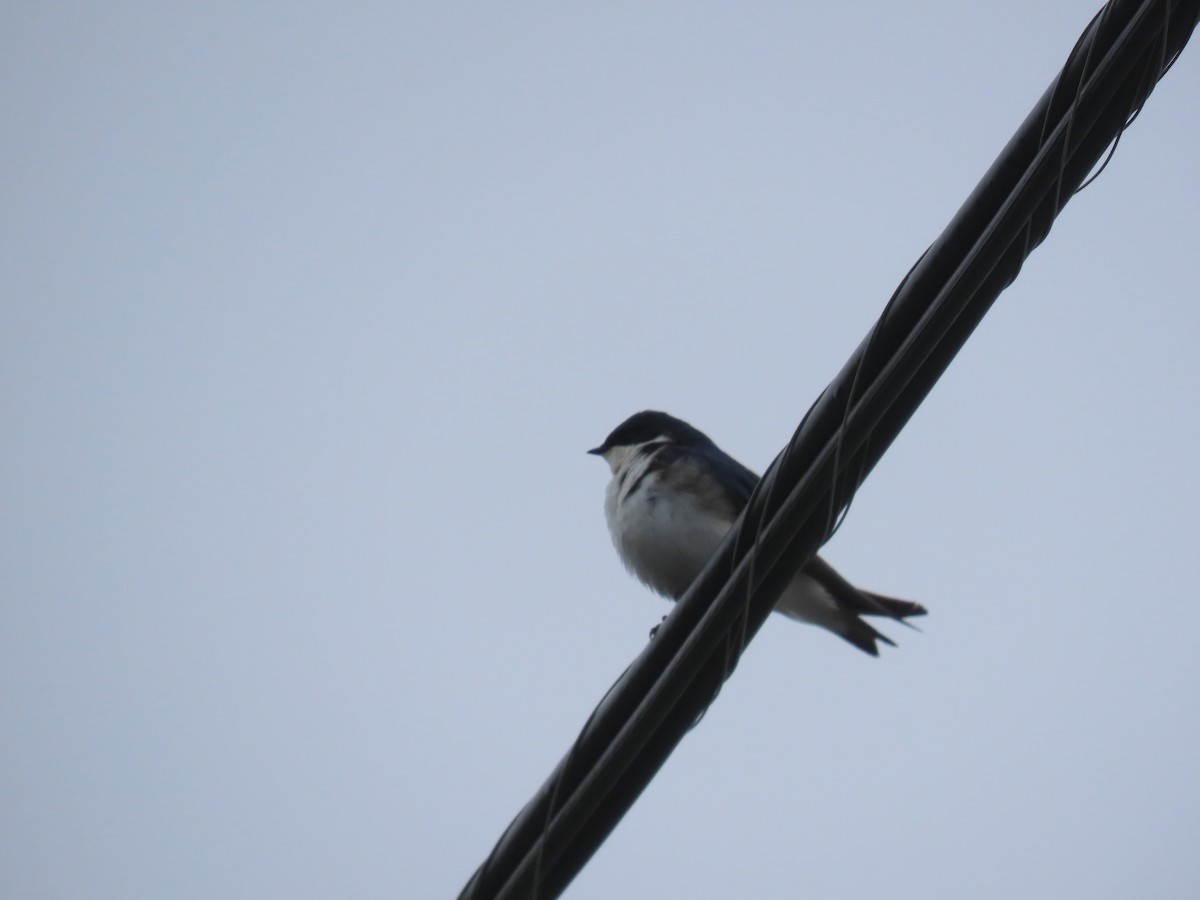 Tree Swallow - ML647150687