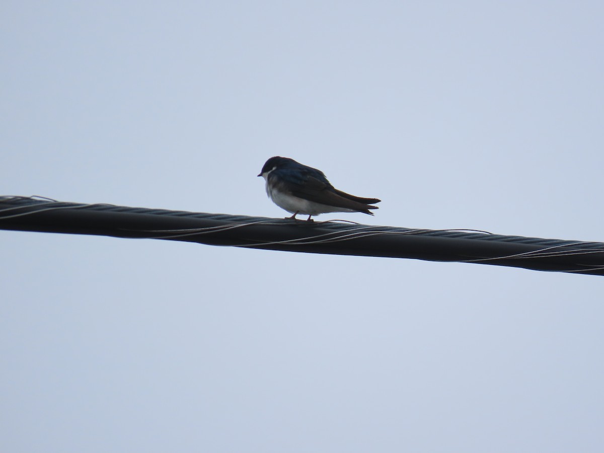 Tree Swallow - ML647150688