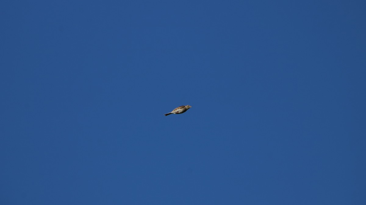 Correndera Pipit - ML647150692