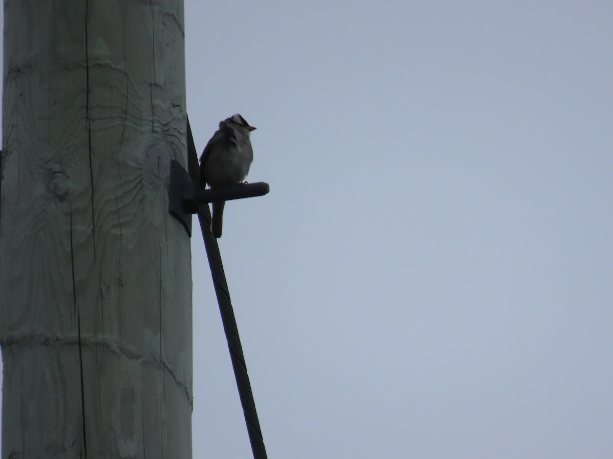 Белобровая овсянка - ML647150695