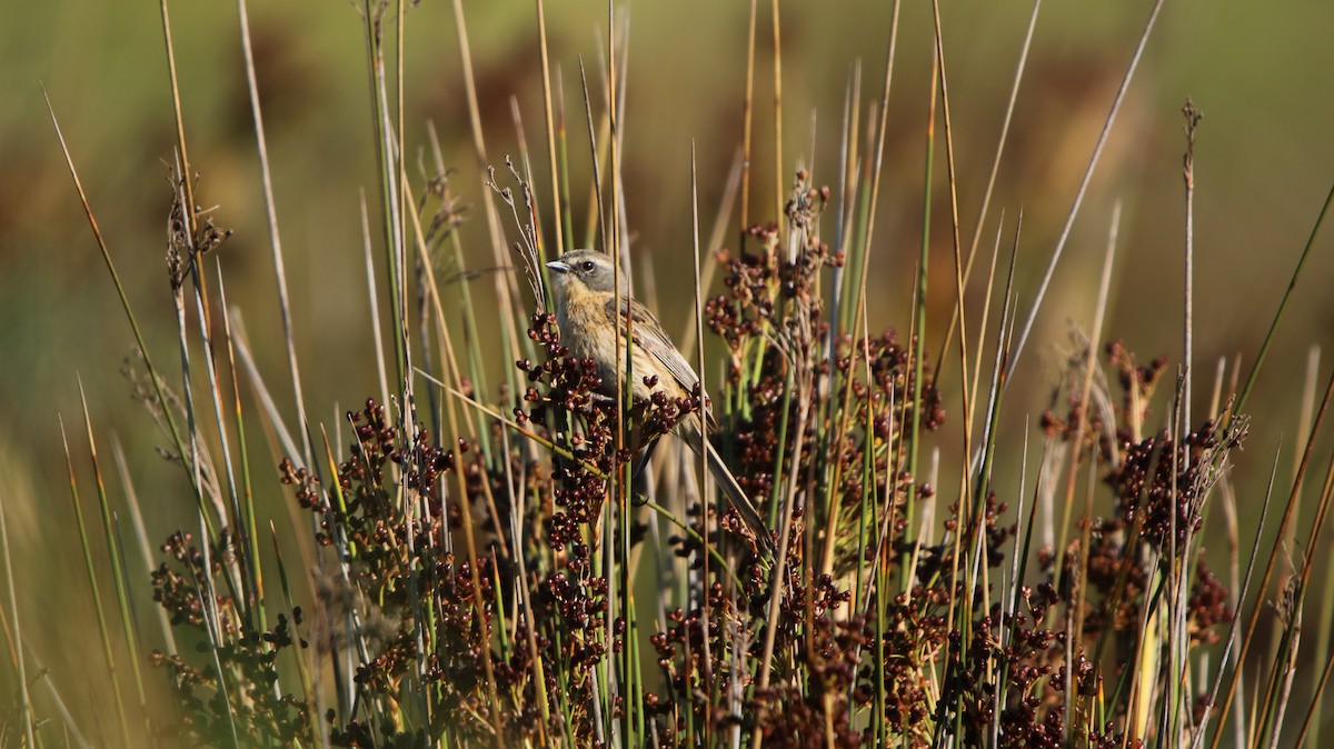Long-tailed Reed Finch - ML647150697