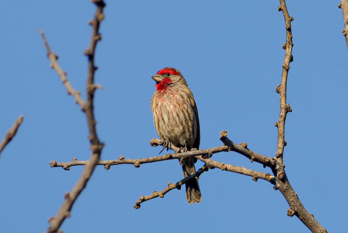 House Finch - ML647150700