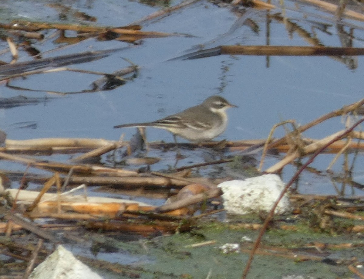 Eastern Yellow Wagtail - ML647150701