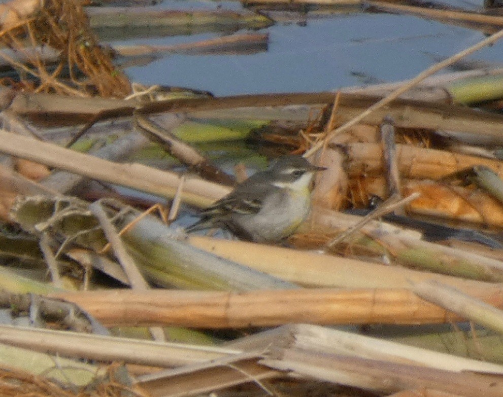 Eastern Yellow Wagtail - ML647150702