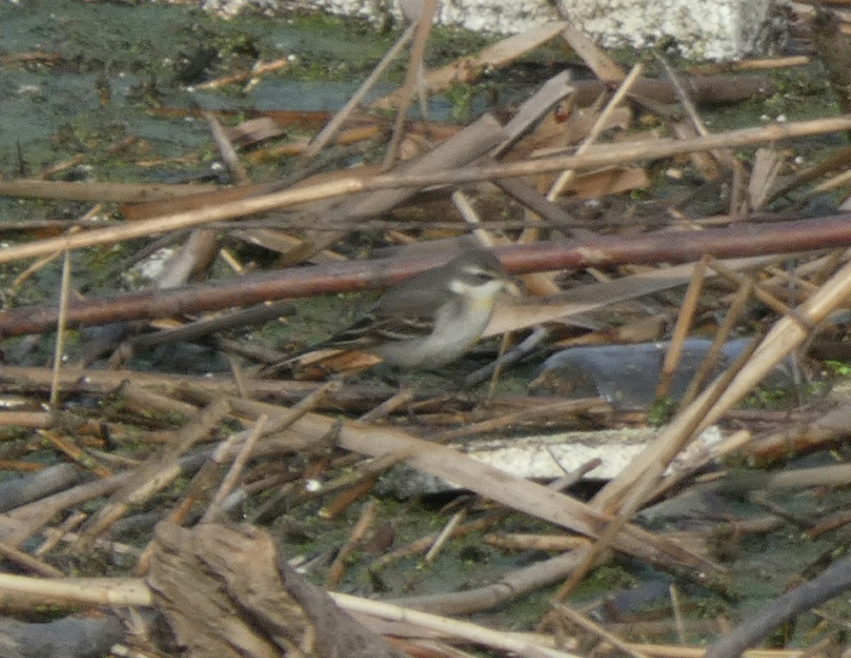 Eastern Yellow Wagtail - ML647150703
