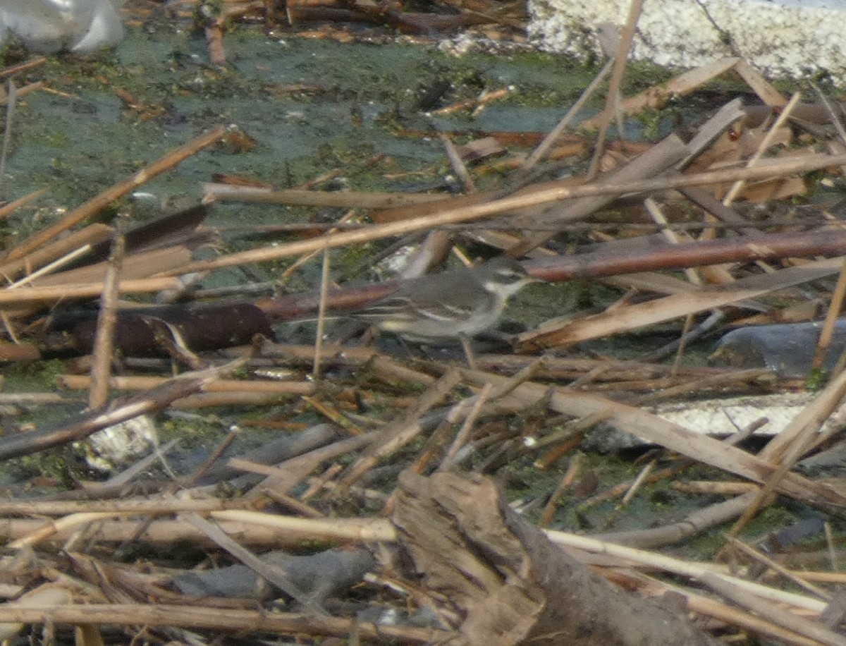 Eastern Yellow Wagtail - ML647150704