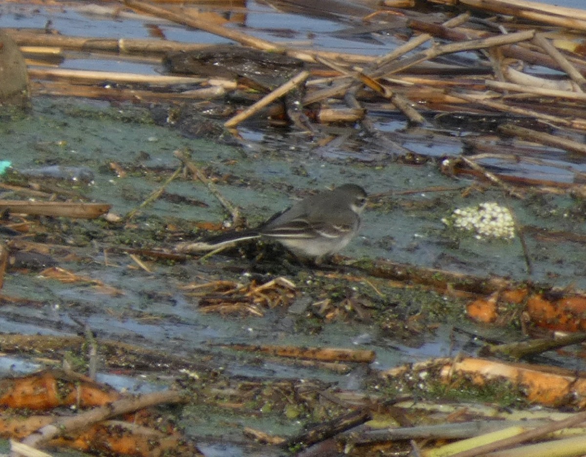 Eastern Yellow Wagtail - ML647150705