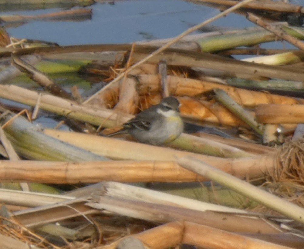 Eastern Yellow Wagtail - ML647150706