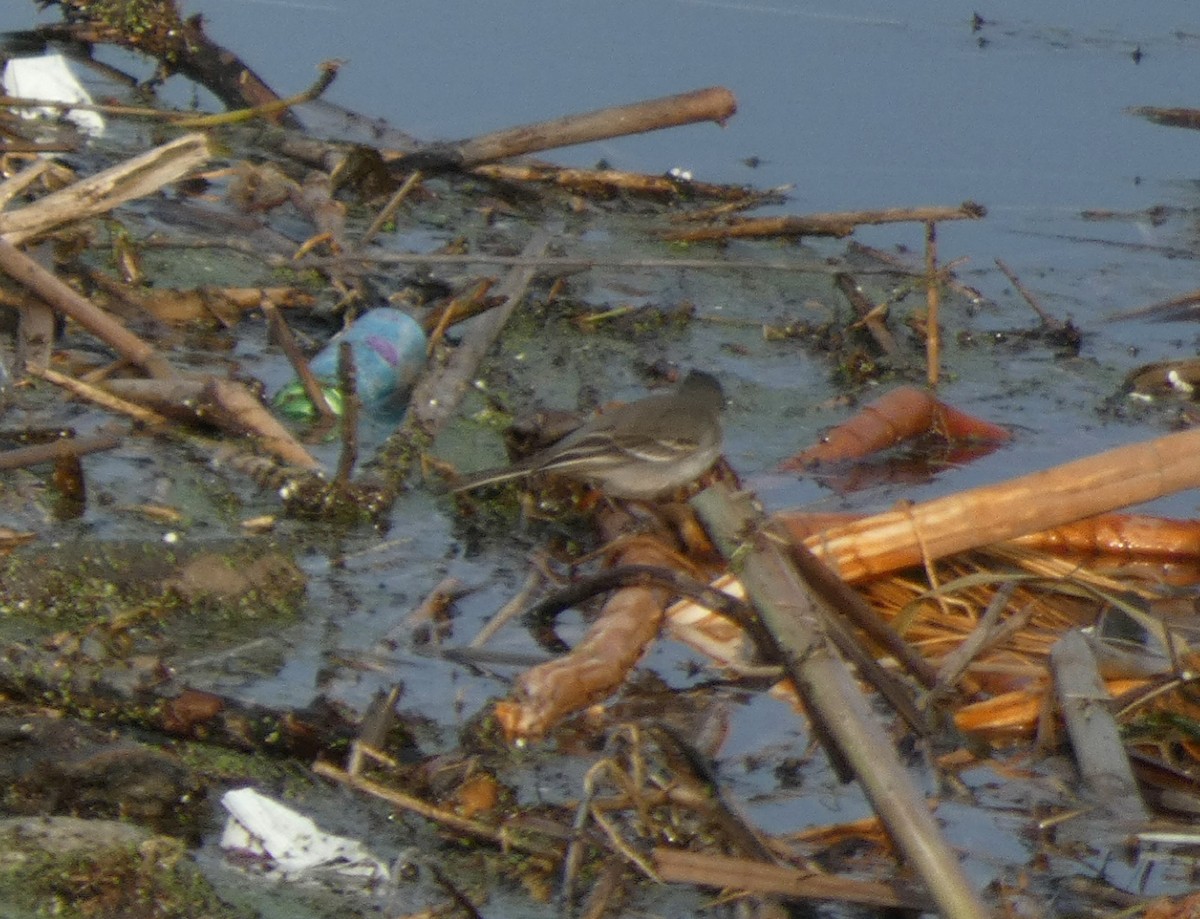 Eastern Yellow Wagtail - ML647150707