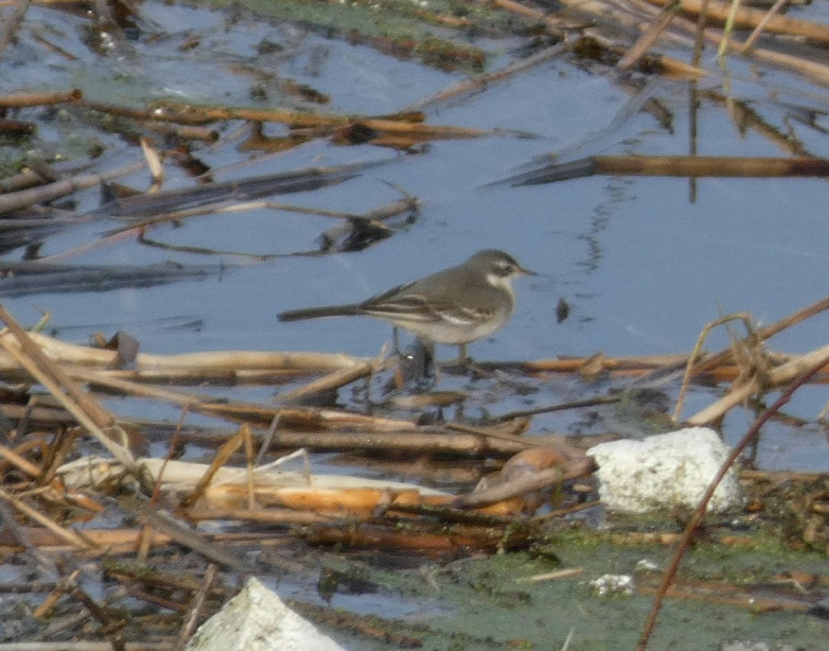 Eastern Yellow Wagtail - ML647150708