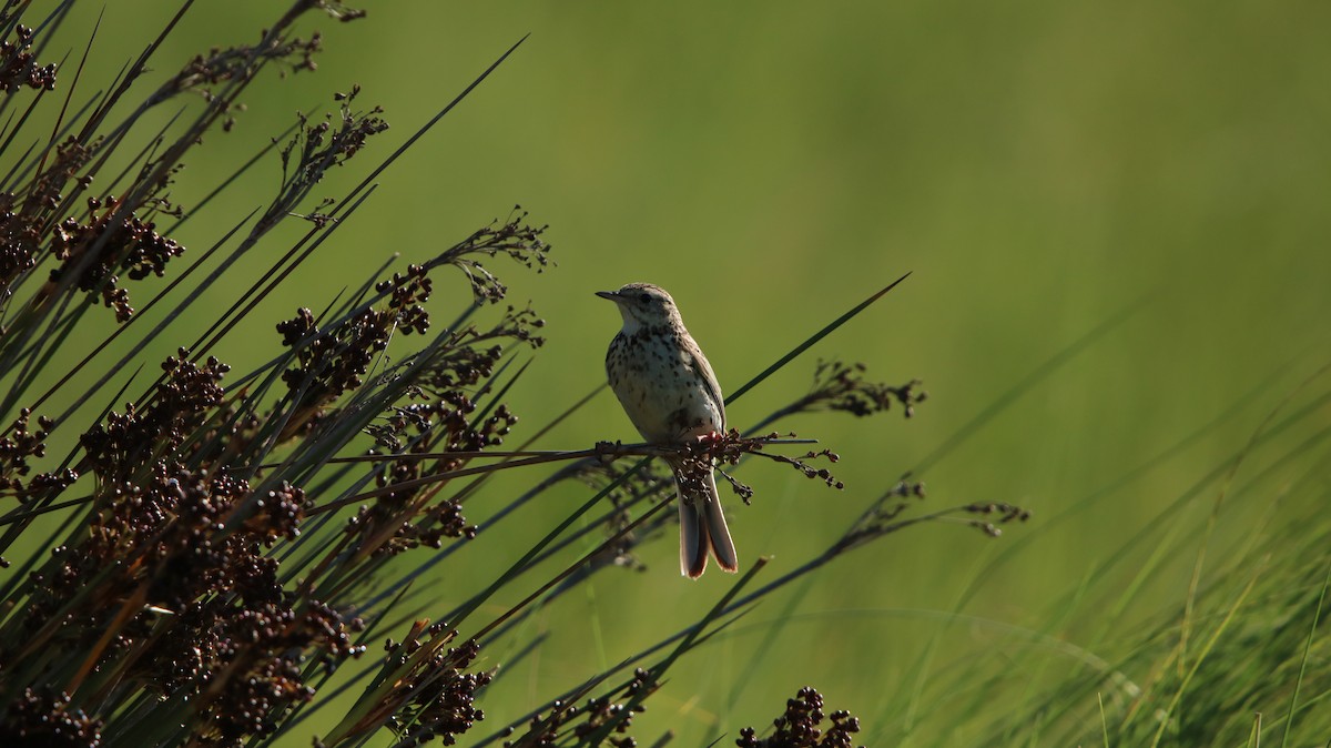 Correndera Pipit - ML647150710