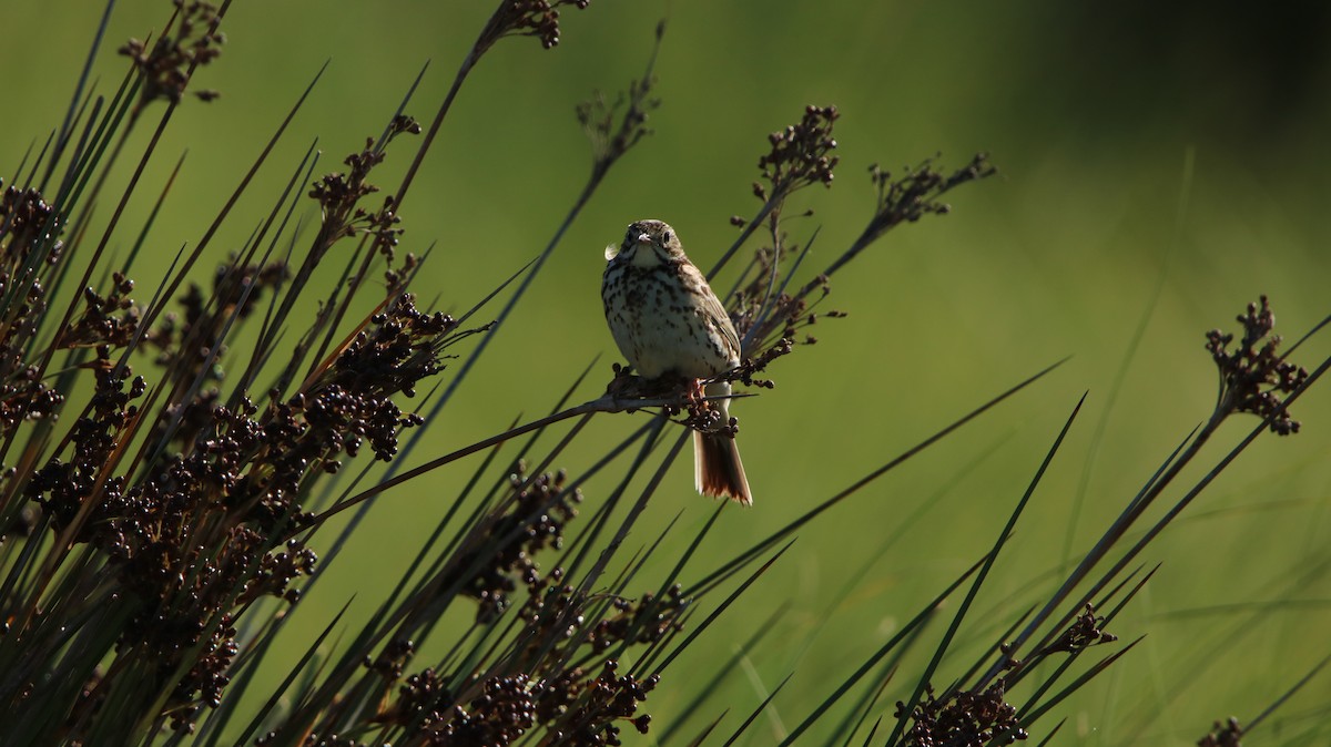Correndera Pipit - ML647150718
