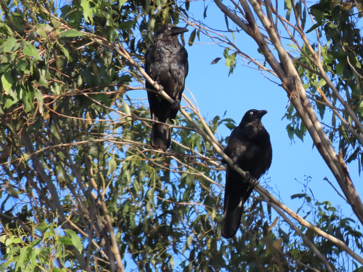 Australian Raven - ML647150719