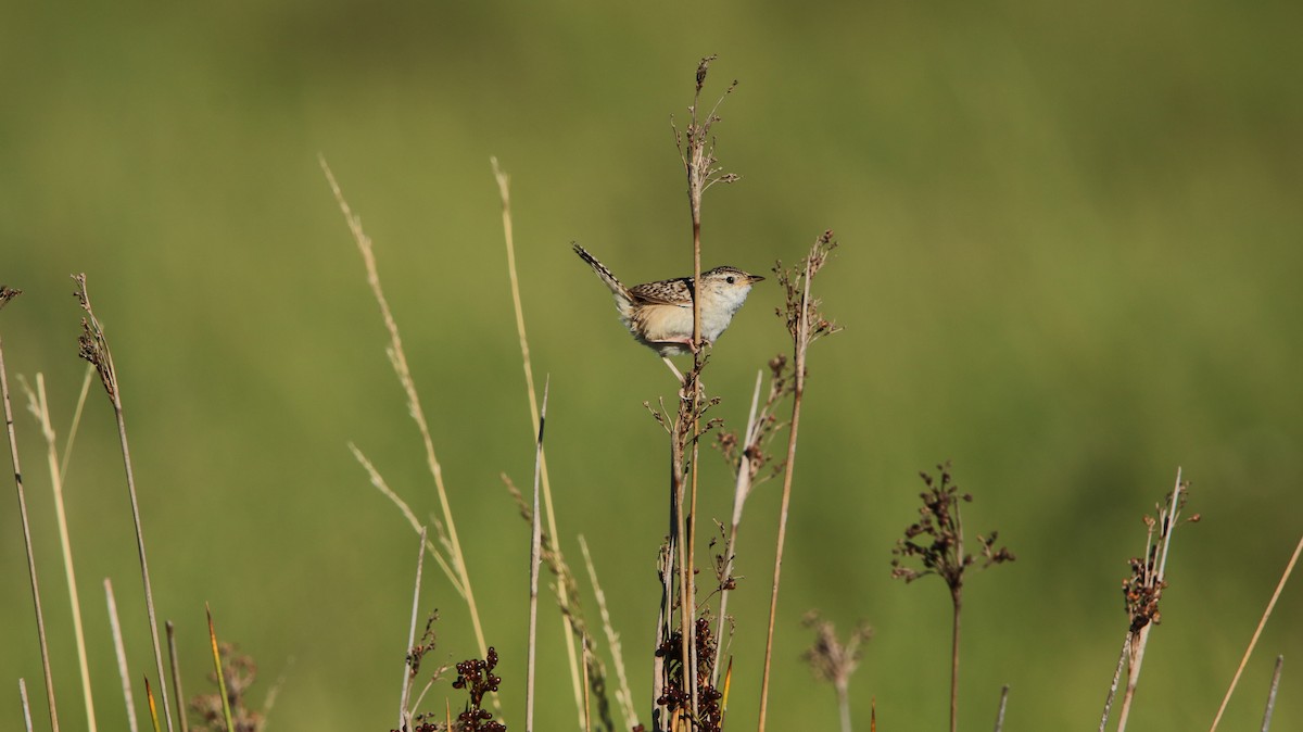 střízlík ostřicový - ML647150725