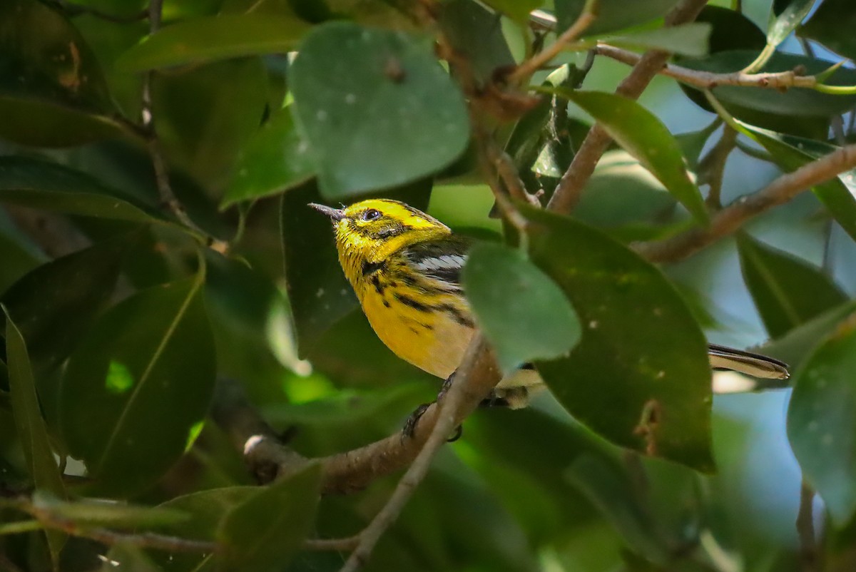 Townsend's Warbler - ML647150727