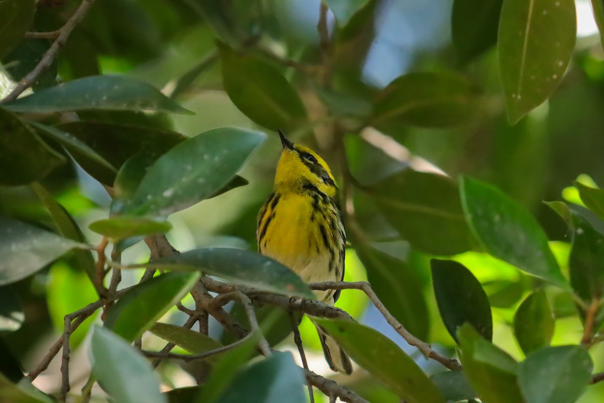 Townsend's Warbler - ML647150728