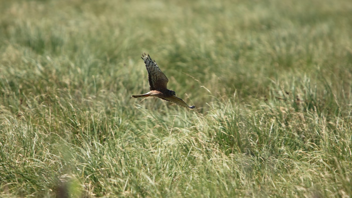 Cinereous Harrier - ML647150733