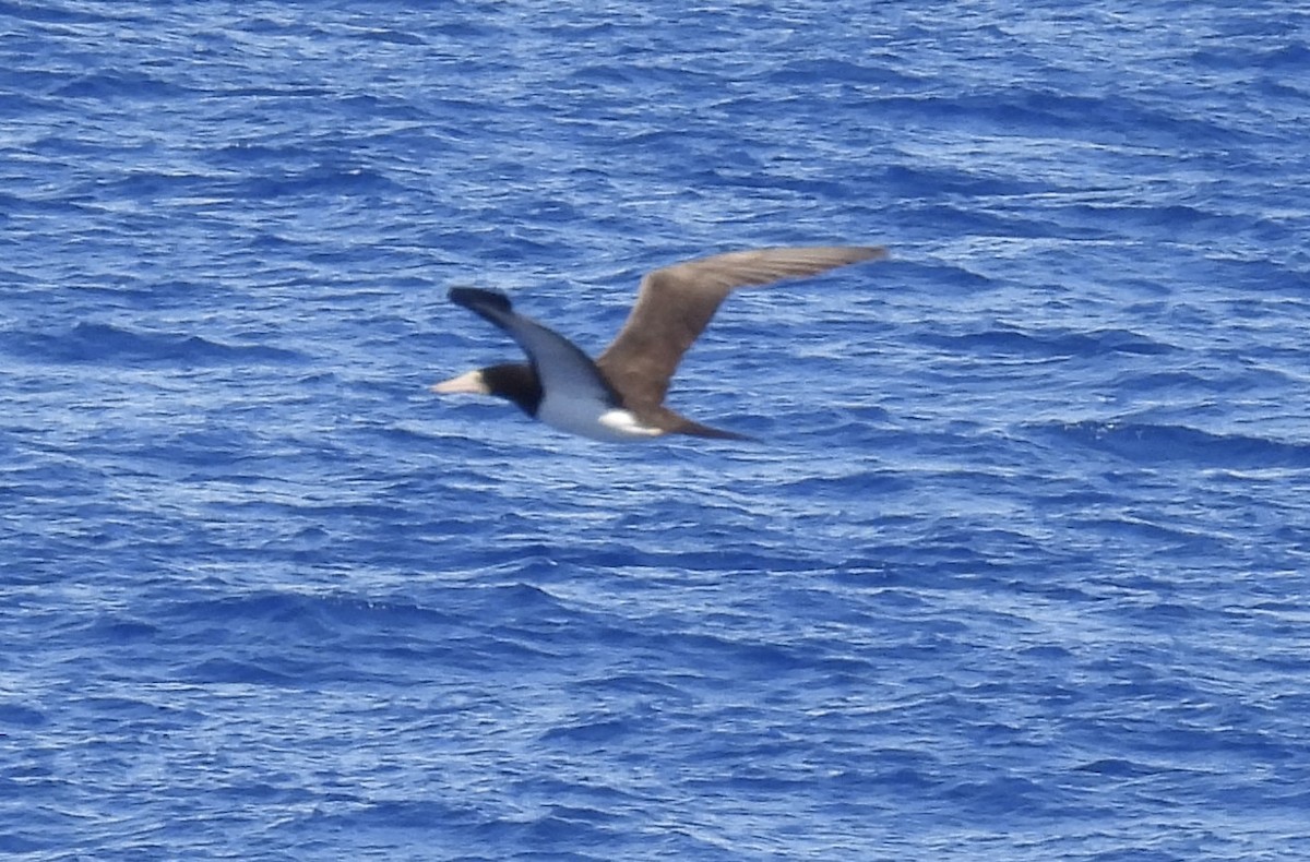 Сула білочерева - ML647150735