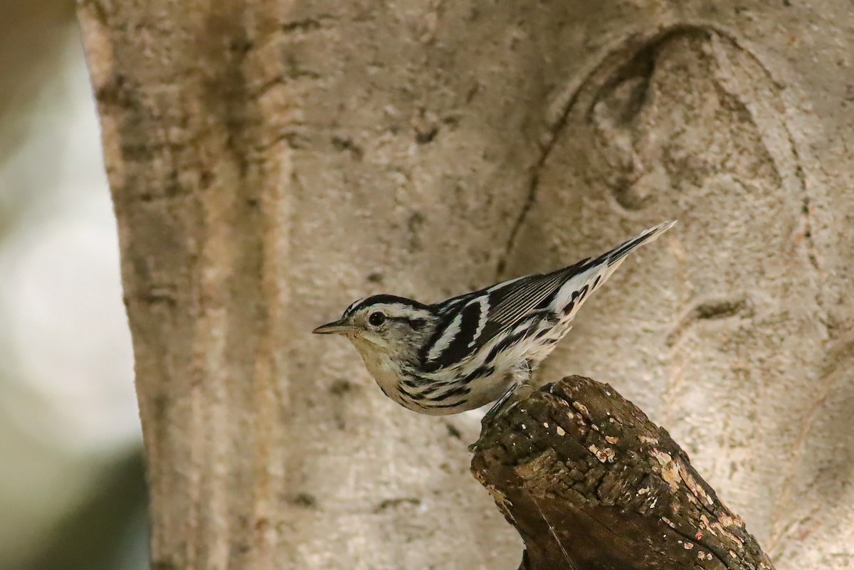Black-and-white Warbler - ML647150739