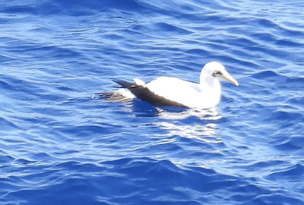 Сула жовтодзьоба - ML647150740