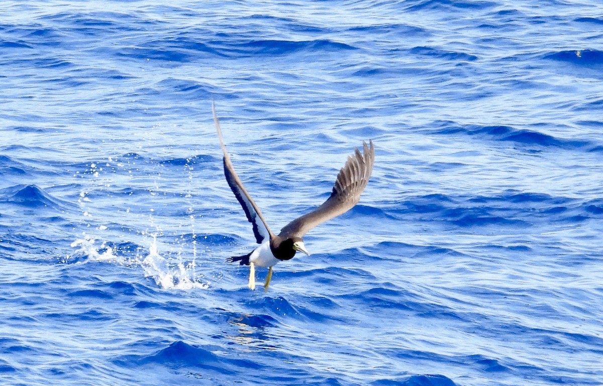 Сула білочерева - ML647150746