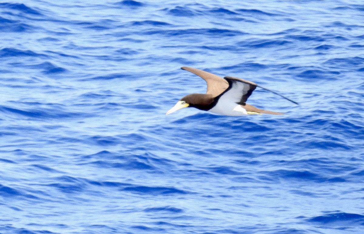 Сула білочерева - ML647150747