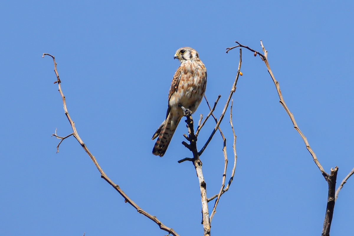 בז אמריקני - ML647150752