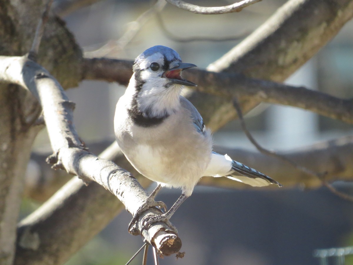 Сизойка блакитна - ML647150772