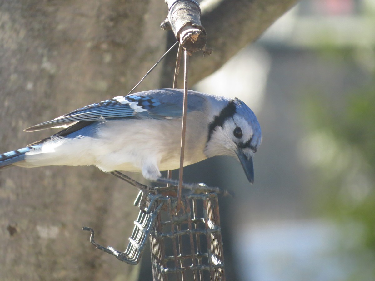 Сизойка блакитна - ML647150774