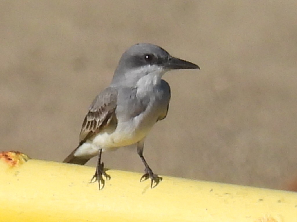 Gray Kingbird - ML647150809