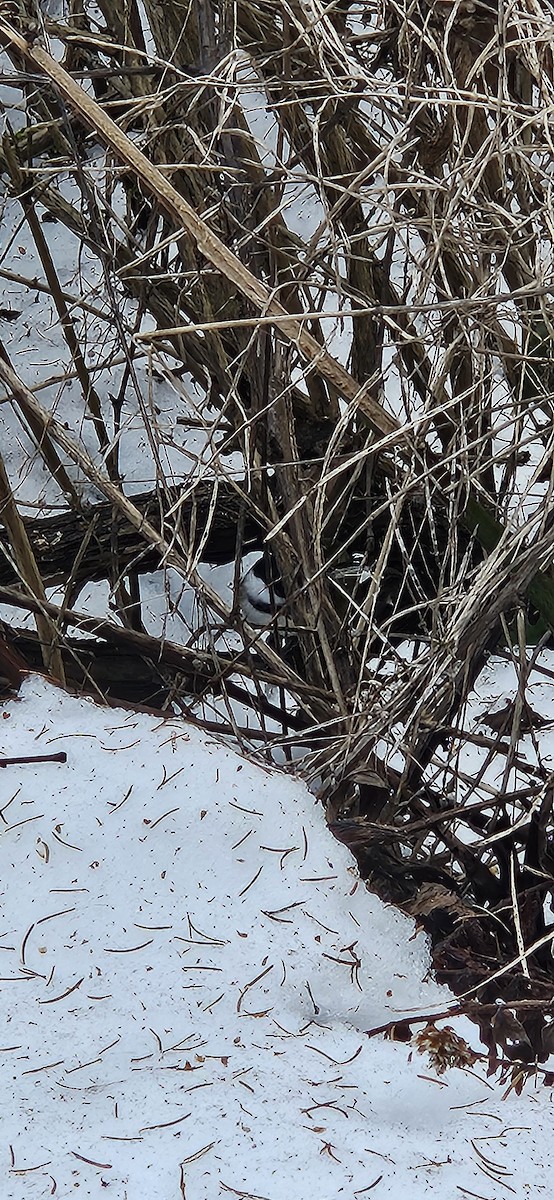 Black-capped Chickadee - ML647150814