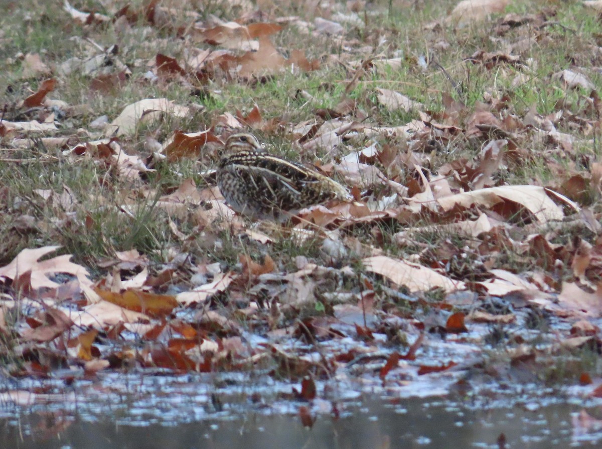 Wilson's Snipe - ML647150823