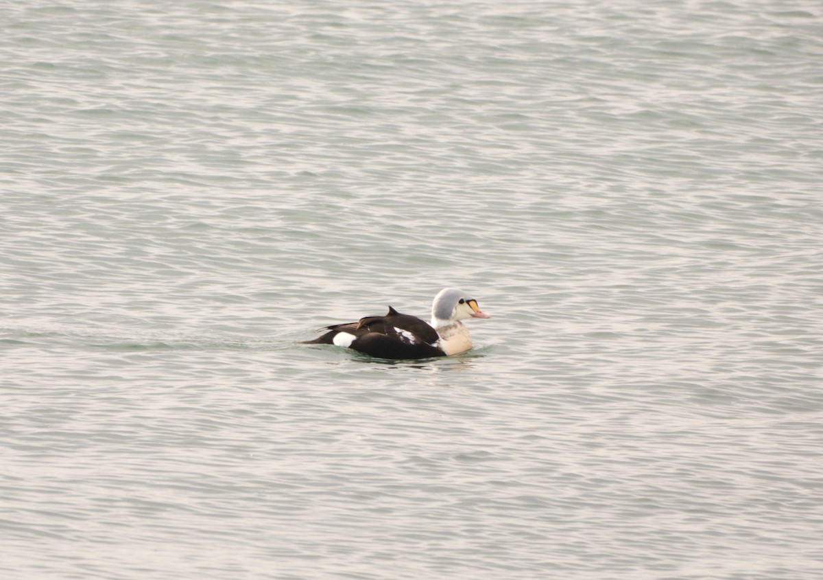 King Eider - ML647150842