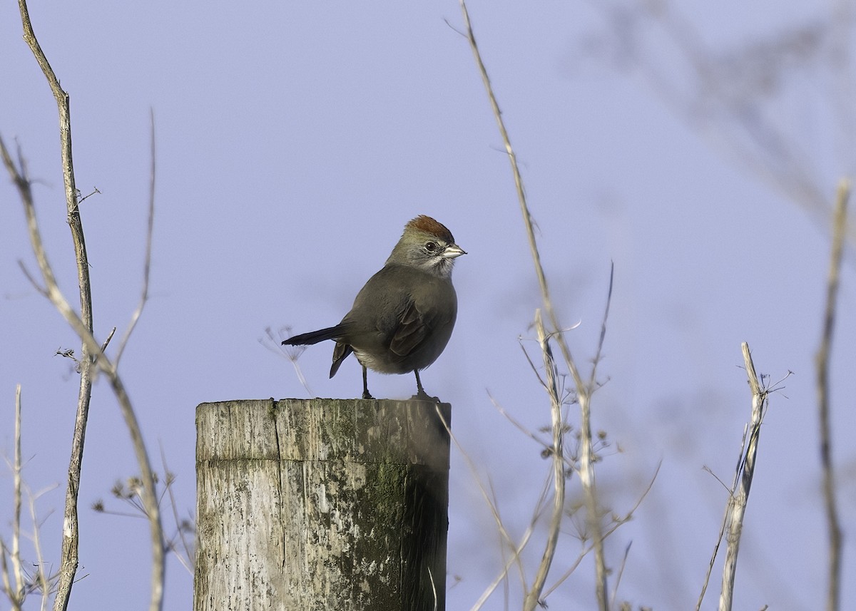 Зелёнохвостый тохи - ML647150844