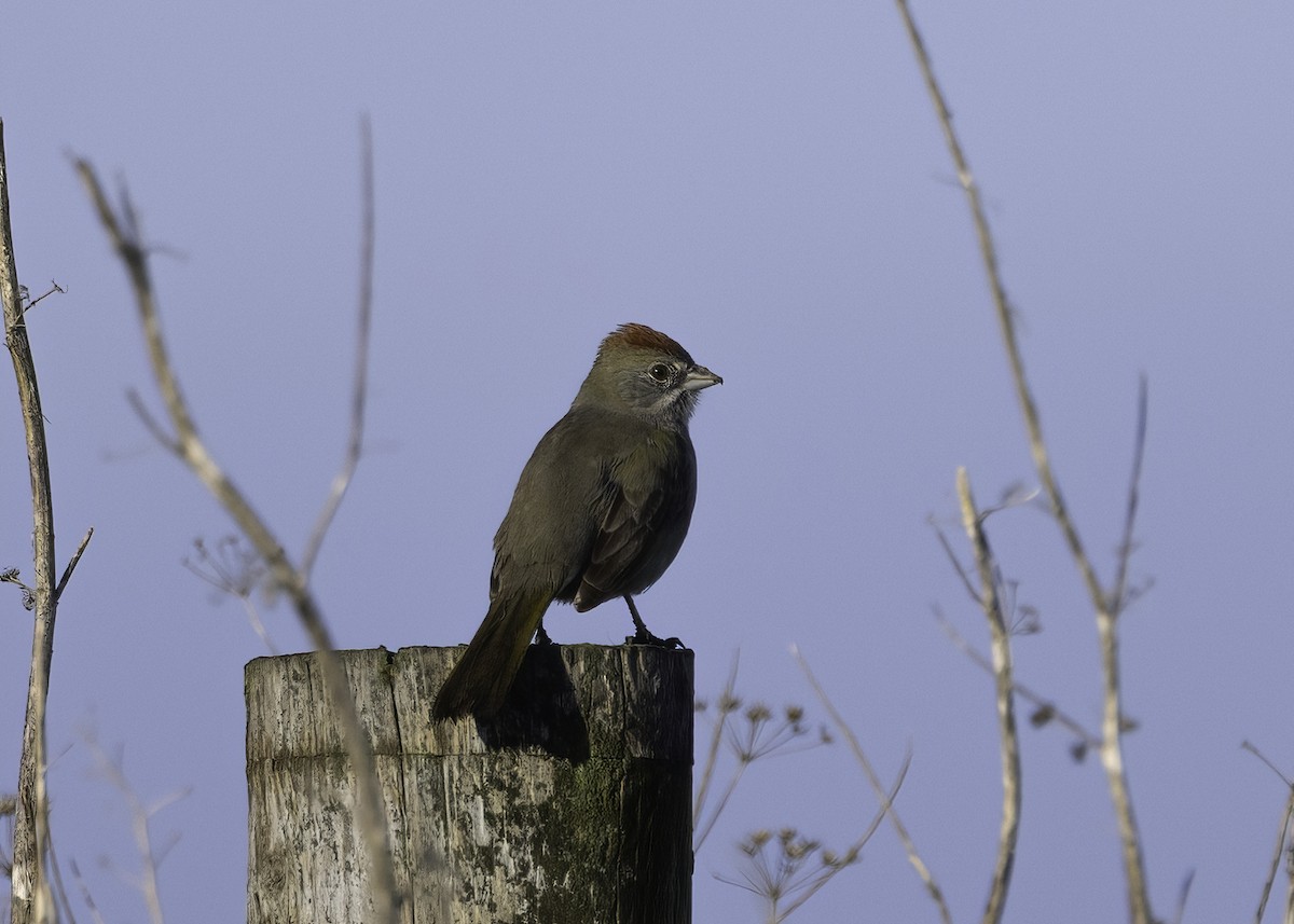 Зелёнохвостый тохи - ML647150845