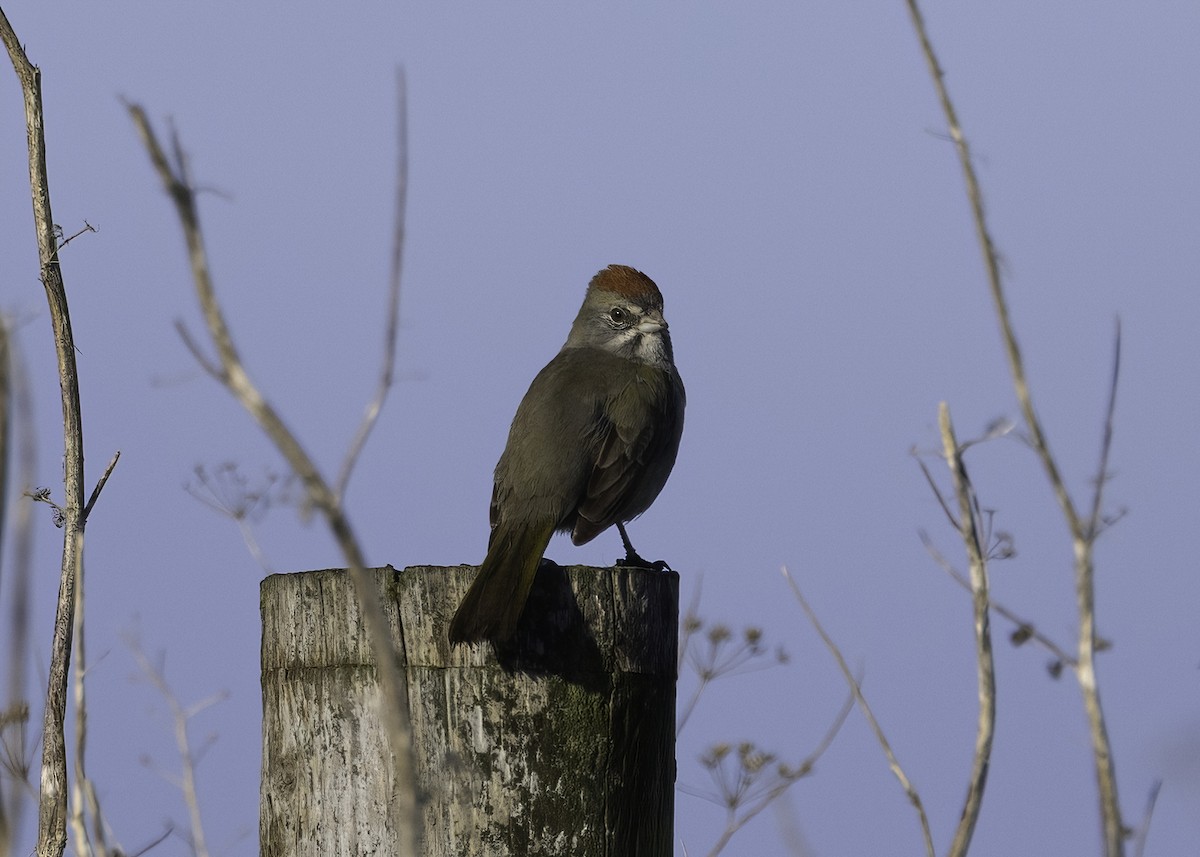 Зелёнохвостый тохи - ML647150846